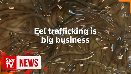 Eel trafficking fast becoming major wildlife crime