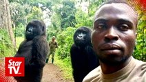 Snapped! Selfie of Congo ranger with gorillas goes viral