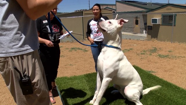 Yavapai Humane Society on Dog Adoption