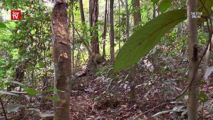 Feature Agarwood Mei Mei 170716