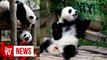 Malaysia, say 'Ni hao' to panda cub Yi Yi