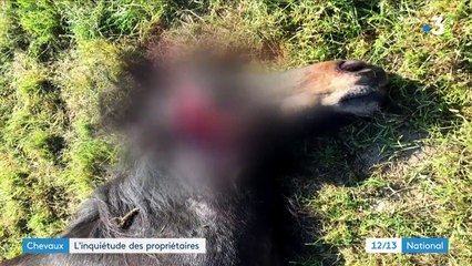 Massacres de chevaux : l'inquiétude des propriétaires