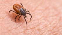 Symptoms Of Chronic Lyme Disease