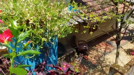 Home Made Broasted Chicken(Fried Chicken)_HD