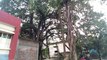 100 year old banyan tree I ১০০ শত বছর পুরোনো বটগাছ