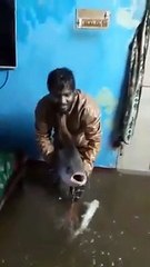 Heavy Rain also Bring Fishes in Homes, Karachi