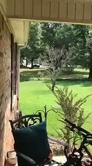 Un chien traumatisé par les biches...