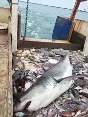 Ce que ces pêcheurs découvrent dans les filets est incroyable