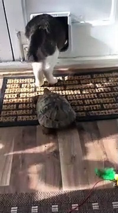 Une tortue suit son pote le chat et sort par la chatière... Adorable