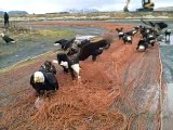 Des dizaines d'aigles se nourrissent sur un filet de pêche