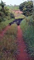 Regardez ce qu'ils croisent en voiture dans un chemin... Incroyable
