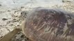 Search team rescues turtles stranded by Sunda Strait tsunami