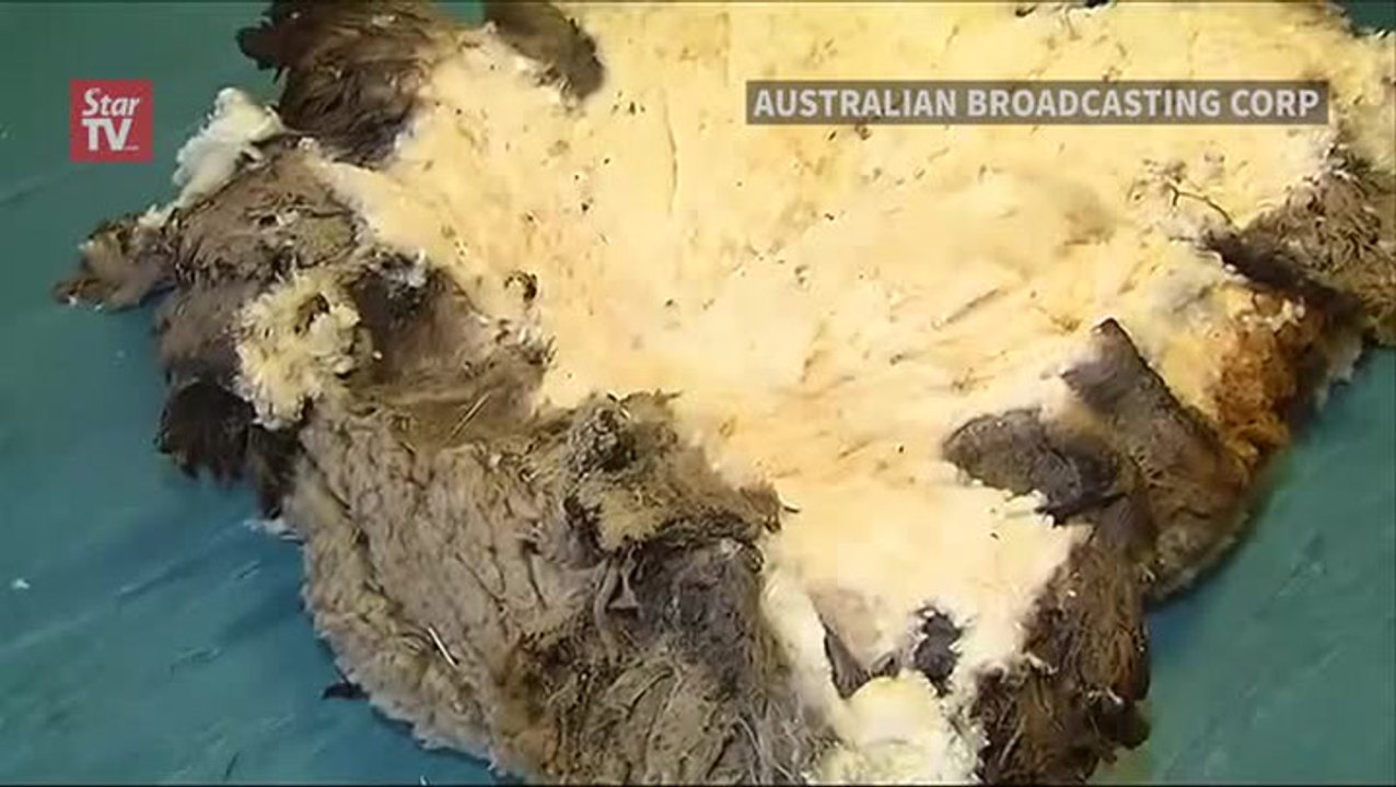 Australian sheep unofficially world's woolliest