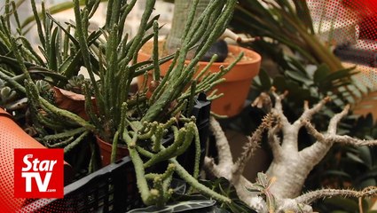 Clumsy Gardener: QUEST Terrarium