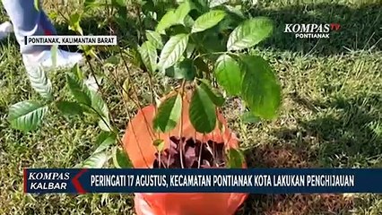 Peringati Kemerdekaan RI, Warga Kecamatan Pontianak Kota Lakukan Penghijauan