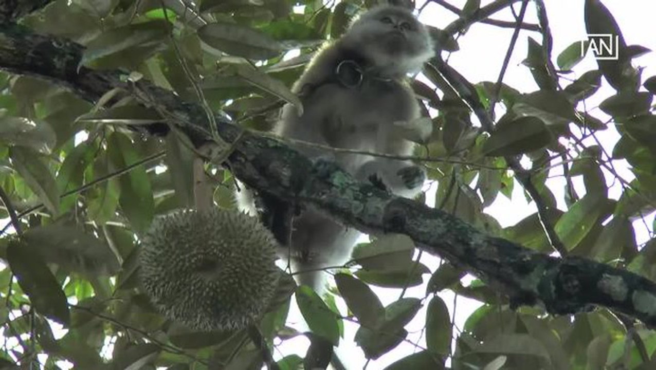 [NTV 010818] Macaque picks ripe durian off trees
