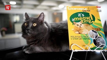 Five-star luxury for cats