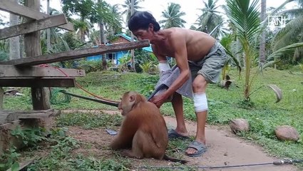 [NTV 170818] Vicious pet monkey bites owner