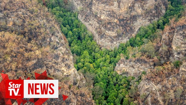 Prehistoric pines survive Australia bushfires