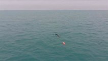 Edgley breaks longest staged sea swim world record