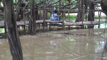 [NTV 210818] New attraction caused by Banyan braches covering vast land