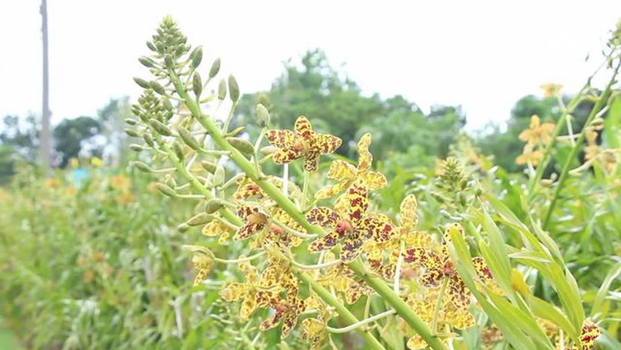 [NTV 030818] ASEAN Scoop Exhibition of world's tallest orchid currently held in Thailand