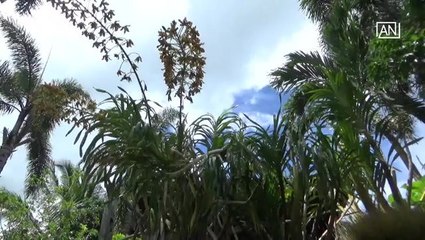 Giant orchids bloom for first time in 20 years