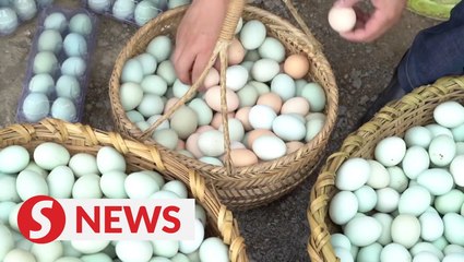 Poultry farmer makes a living by producing organic eggs