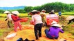 Xóm làng gặt lúa thay cặp vợ chồng cách ly | VTC