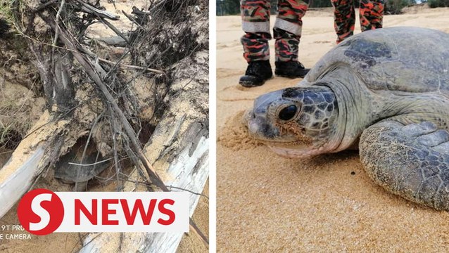 Firemen rescue 150kg sea turtle trapped on Terengganu beach