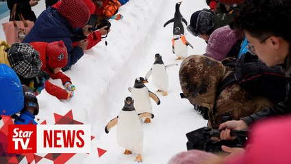 Penguins in Harbin show you how to walk on snow