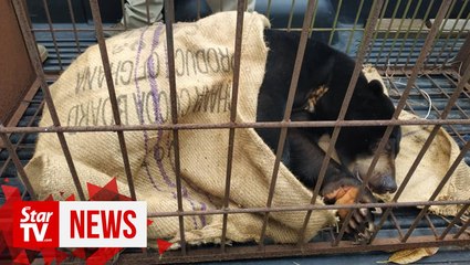 Sun shines again: Bear rescued after being locked up for seven years