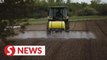 China orders firms to stop buying US farm goods