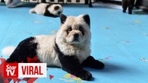 Cute or cruel? 'Panda dog' cafe in China faces backlash
