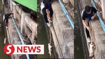 Thai cat rescue mission makes big splash on TikTok