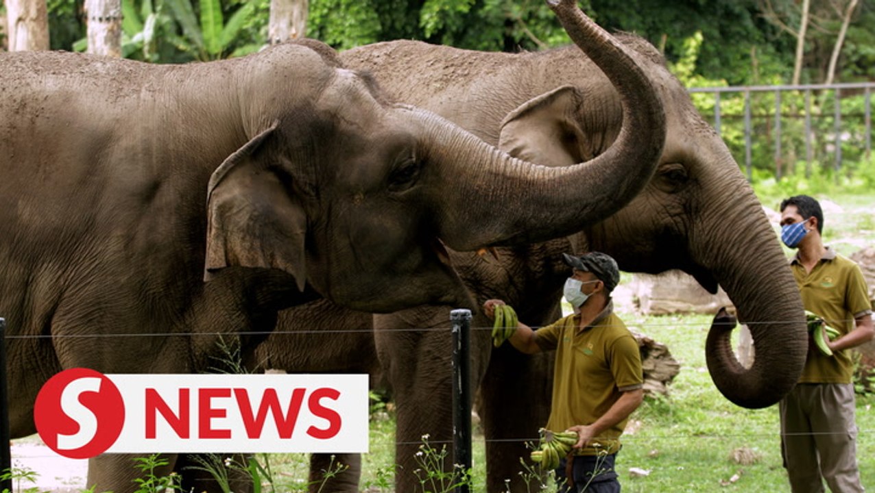 Zoos are now allowed to operate starting June 10, but not museums and