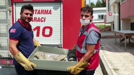 Kullanılmayan evin bahçesinden onlarca kaplumbağa çıktı