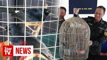 GOF rescues 30 wild birds worth RM24,000