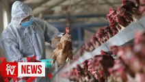 China reports bird flu outbreak in Hunan province