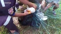 Stray dog rescued after getting tangled in soccer net in Thailand