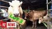 Two men spend RM13,000 to save auctioned animals