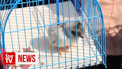 ChickTok: Indonesian kids given chicks to get them off smartphones