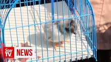ChickTok: Indonesian kids given chicks to get them off smartphones
