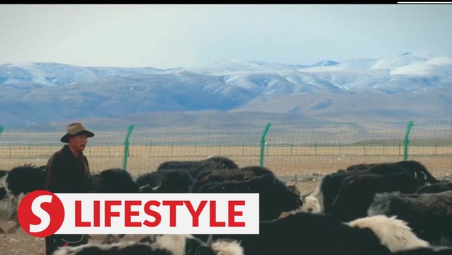 Beating poverty in Tibet: Pu Tsering's New Ranch