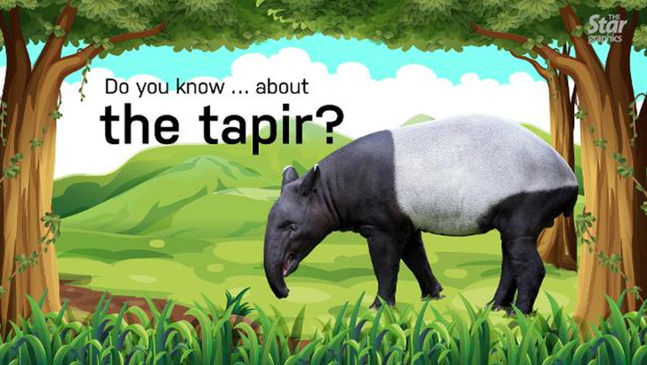 Do you know... about the tapir?