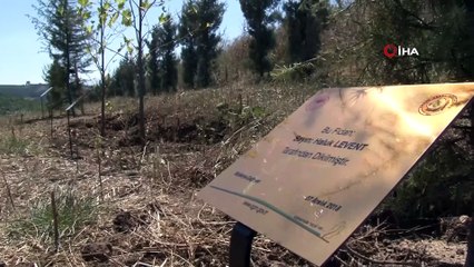 Bursa’nın yanan ciğerlerini tıbbî aromatik bitkiler tedavi etti