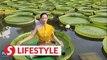 Doing yoga on world's largest water lily leaves in Yunnan, China