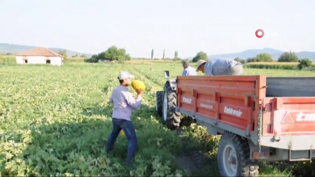 Kırkağaç Kavunu'nda ilk hasat başladı