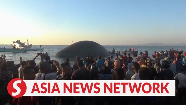 The Jakarta Post | 100-ton dead blue whale found stranded, decomposing in Kupang Bay