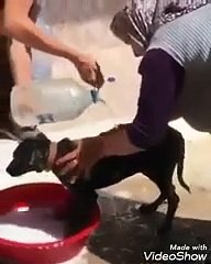 Tontish Aunt Washing the Dog in a Basin